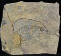 Permian Branchiosaur (Amphibian) Fossil - Germany #31700-1